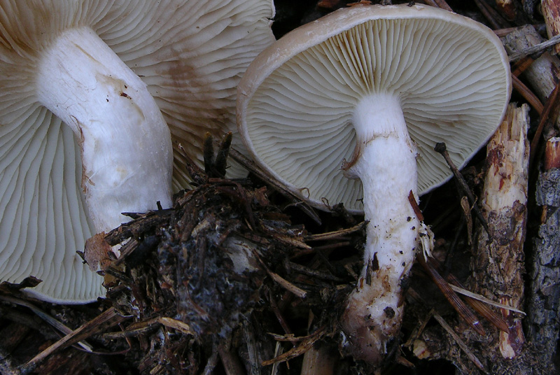 Funghi di gennaio.